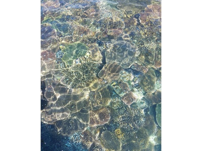 ＼★☆感動体験！石垣島★☆ ／ マンタとウミガメシュノーケル！(約2〜3時間)☆★予約特典プレゼント付き！☆★の紹介画像