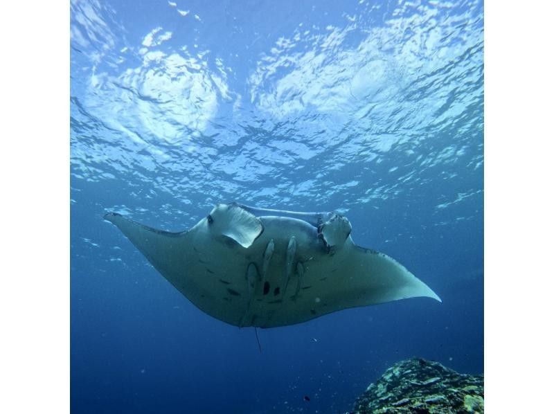 ＼★☆感動体験！石垣島★☆ ／ マンタとウミガメシュノーケル！(約2〜3時間)☆★予約特典プレゼント付き！☆★の紹介画像