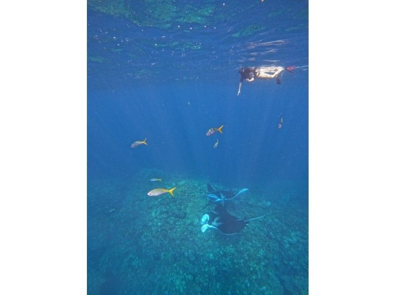 ＼★☆感動体験！石垣島★☆ ／ マンタとウミガメシュノーケル！(約2〜3時間)☆★予約特典プレゼント付き！☆★の紹介画像