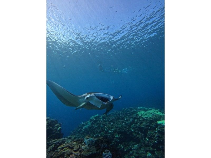 ＼★☆感動体験！石垣島★☆ ／ マンタとウミガメシュノーケル！(約2〜3時間)☆★予約特典プレゼント付き！☆★の紹介画像
