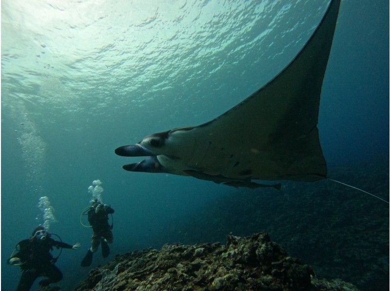 感動120％！マンタとウミガメ体験ダイビング！10才からOK（2ダイブ・約2〜3時間）★☆予約特典プレゼント付き！★☆の紹介画像