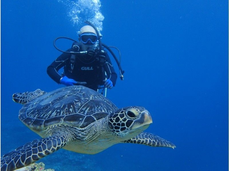 [冲绳-石垣岛【令人印象深刻的120％！ ！蝠and和海龟体验深潜★10岁以上（2次潜水·3小时）の紹介画像