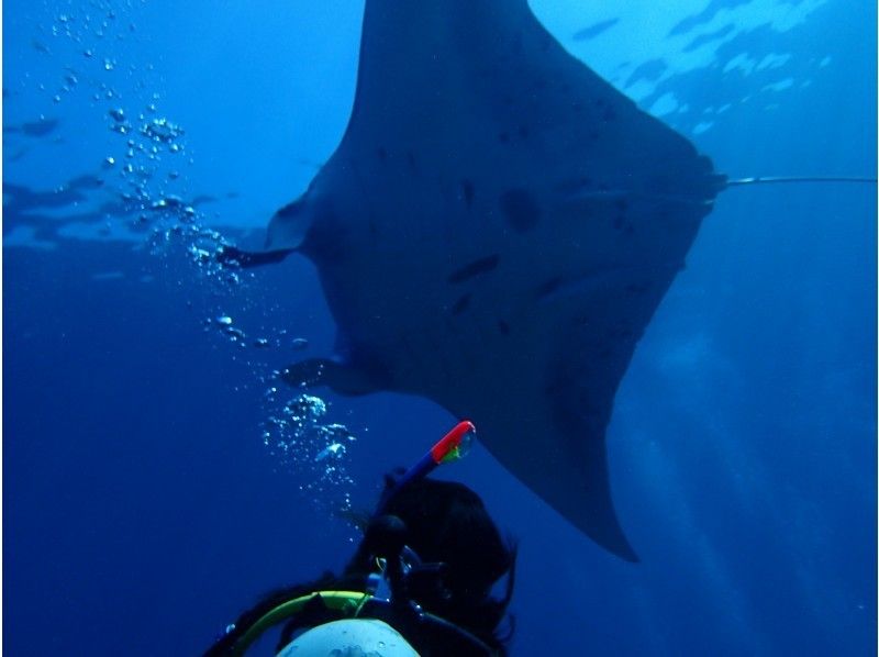 【沖縄・石垣島】感動120％！！マンタとウミガメ体験ダイビング★10才からOK（2ダイブ・3時間）の紹介画像