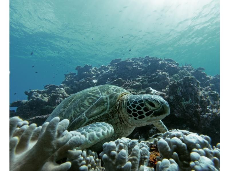 感動120％！マンタとウミガメ体験ダイビング！10才からOK（2ダイブ・約2〜3時間）★☆予約特典プレゼント付き！★☆の紹介画像