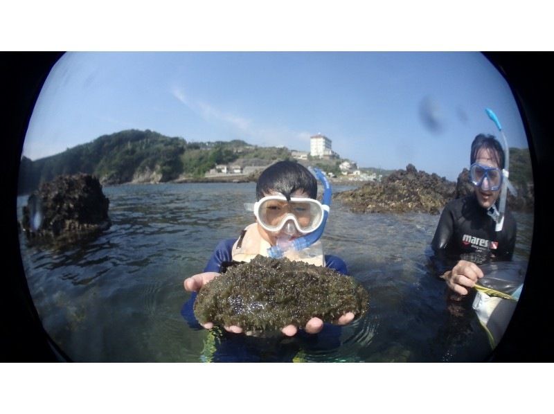[伊豆，下田]在惠比寿岛浮潜の紹介画像