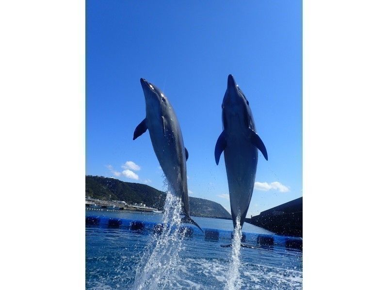 【高知・室戸岬】室戸ドルフィンセンター＆むろと廃校水族館★割引き★ドッキング入場チケットの紹介画像