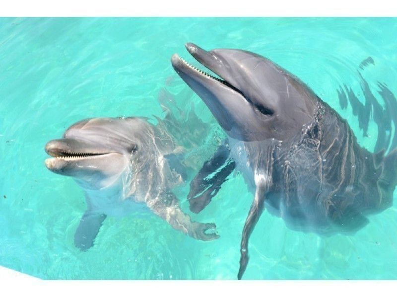 【高知・室戸岬】室戸ドルフィンセンター＆むろと廃校水族館★割引き★ドッキング入場チケットの紹介画像