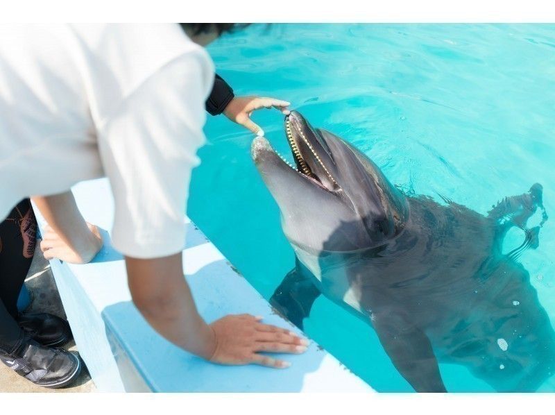 【高知・室戸岬】室戸ドルフィンセンター＆むろと廃校水族館★割引き★ドッキング入場チケットの紹介画像