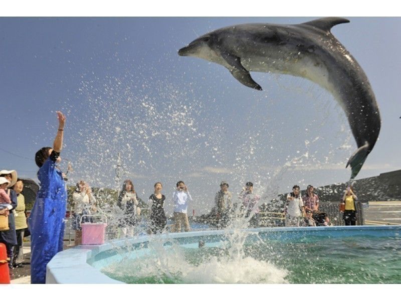 【高知・室戸岬】室戸ドルフィンセンター＆むろと廃校水族館★割引き★ドッキング入場チケットの紹介画像