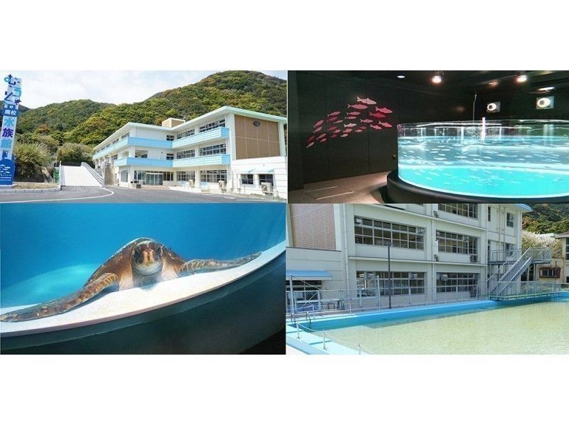 【高知・室戸岬】室戸ドルフィンセンター＆むろと廃校水族館★割引き★ドッキング入場チケットの紹介画像