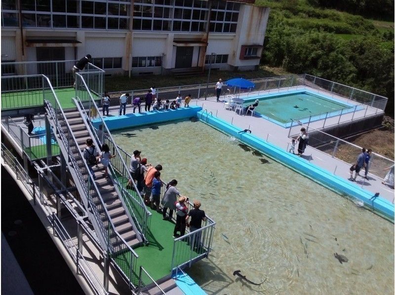 【高知・室戸岬】室戸ドルフィンセンター＆むろと廃校水族館★割引き★ドッキング入場チケットの紹介画像