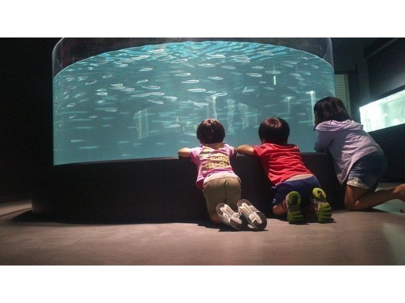 【高知・室戸岬】室戸ドルフィンセンター＆むろと廃校水族館★割引き★ドッキング入場チケットの紹介画像