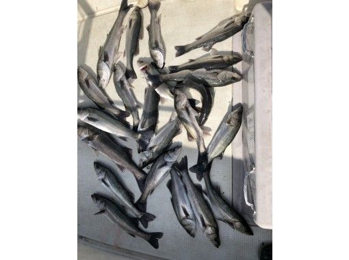 東京 羽田 激安 高級魚 スズキ釣り 貸切り船 7名までok 1分 釣った魚はお店紹介可 アクティビティジャパン