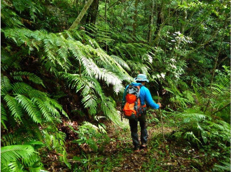 【沖縄・東村】やんばるの森の秘境ツアー「ウコール山コース」１０才から参加できます！の紹介画像