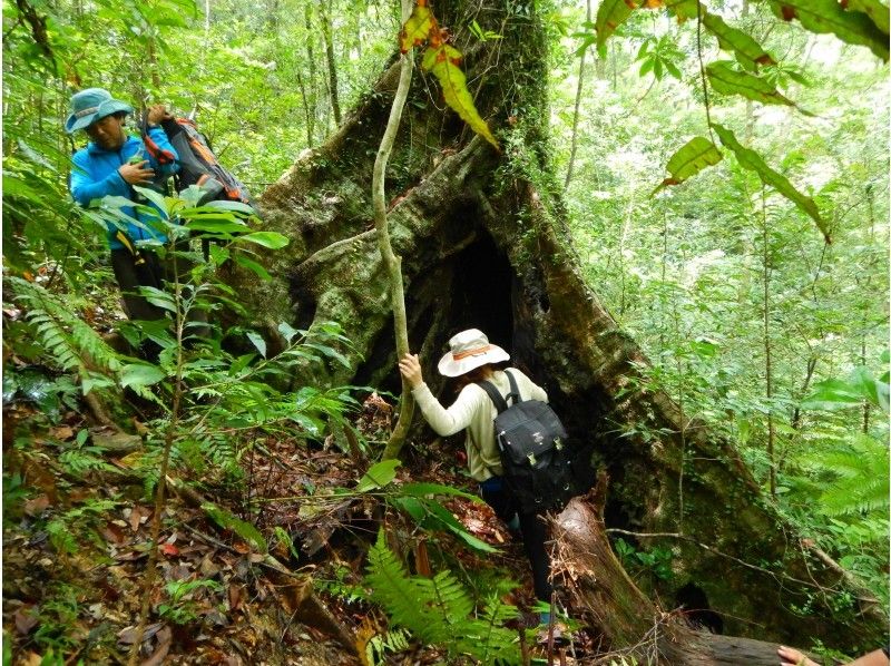 【Yanbaru Forest unexplored tour】 Ukoru mountain courseの紹介画像