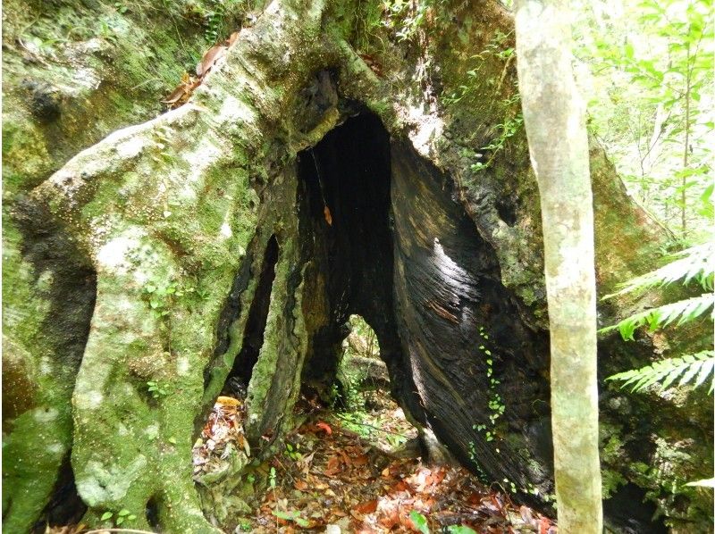 【沖縄・東村】やんばるの森の秘境ツアー「ウコール山コース」１０才から参加できます！の紹介画像