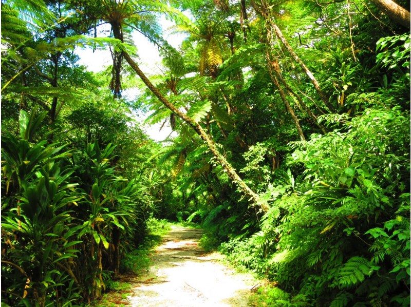 [Okinawa ・ Nago City] 1 group rental! Explore the jungle with your whole family!