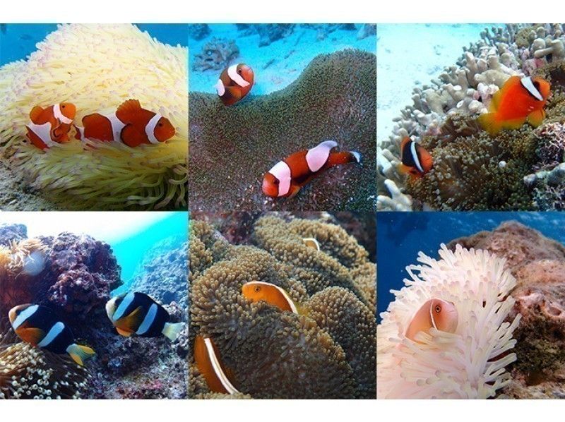 【Okinawa · Onna village · Trial Diving】 Anemone Fish Trial Diving! Instant Delivery Of High-quality Photos &Videos To Your Smartphone★の紹介画像