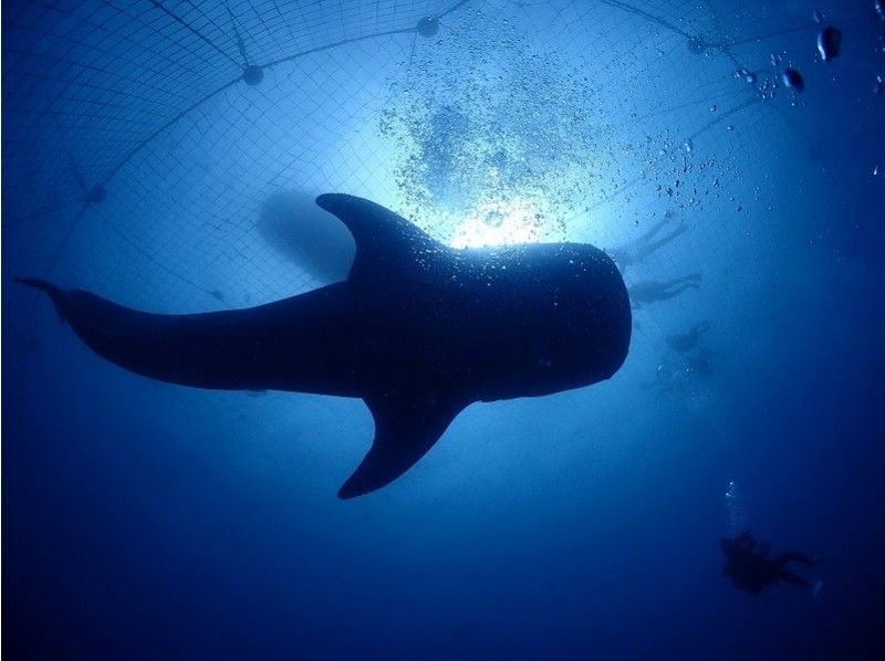 [Okinawa Jinbei] Hotel airport transfer free  Complete 1 group reserved! Whale shark experience