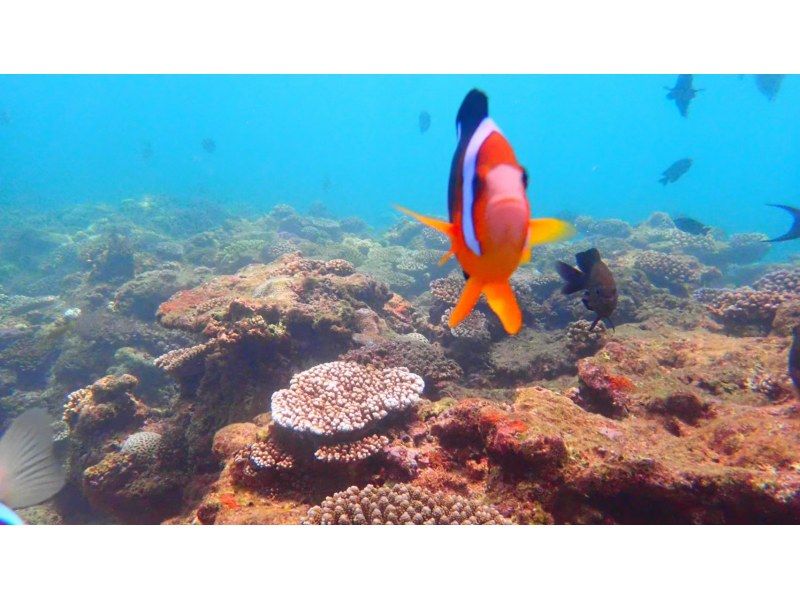 [Okinawa ・ Chubu ・ Tokai Kishi] Siesar Parasailing One time & blue cave boat Snorkeling Theの紹介画像