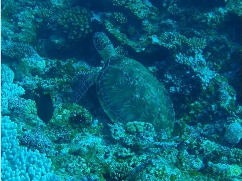 [冲绳府石垣岛]在Maibara海滩遇见海龟和海狸浮潜游！ ！海龟遇到率90％！の紹介画像