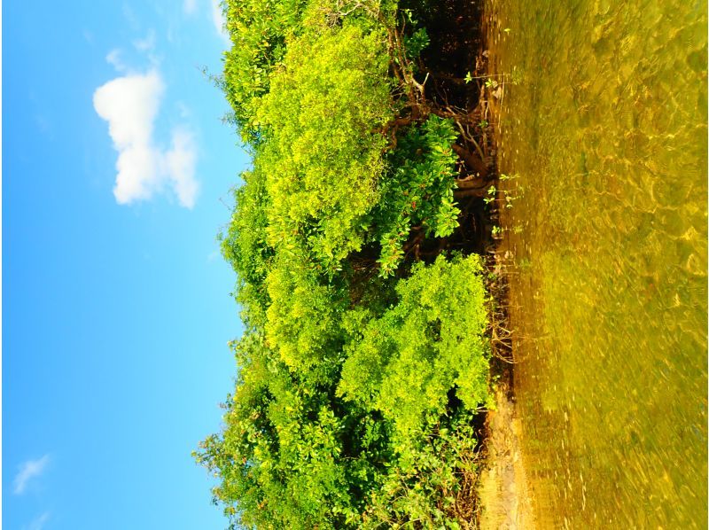 [沖縄&middot;Bonbunshigawa]在亞熱帶河流的SUP免費叢林巡航☆冬天的衣服租賃★11月〜僅限四月★の紹介画像