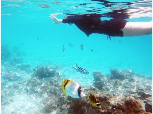 那覇泊港発 フェリーで行く ランチ付 渡嘉敷島 熱帯魚の楽園 阿波連ビーチ 日帰り海水浴ツアー 7 900 アクティビティジャパン