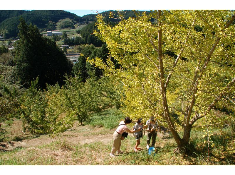 [Shizuoka / Kakegawa City] September only! Chestnut picking and ginkgo picking experience & early autumn tea village lunchの紹介画像