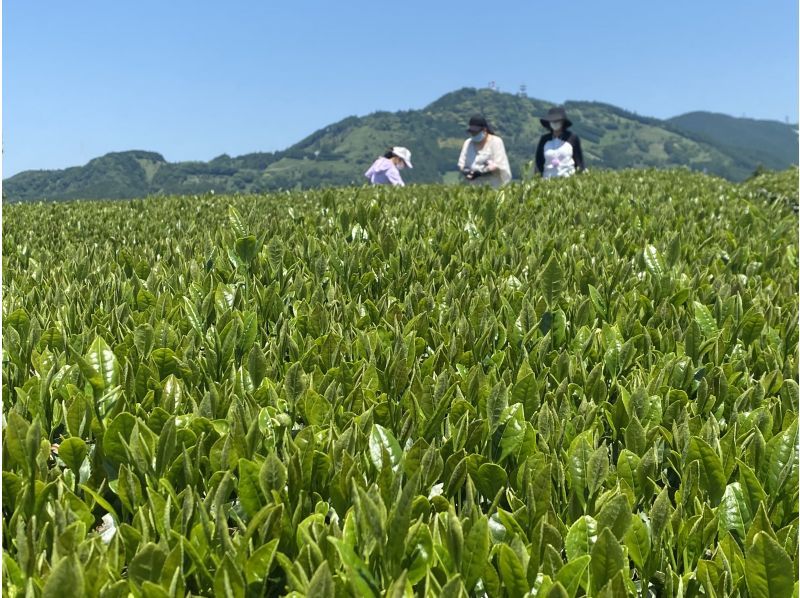 [Shizuoka / Kakegawa City] Experience tea picking in a tea plantation with a spectacular view of the World Agricultural Heritage Tea Grass Farm & Tempura Lunch of Freshly Picked Tea Leavesの紹介画像