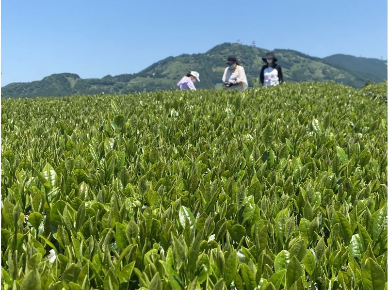 【静岡・掛川市】世界農業遺産　茶草場農法による絶景茶畑でお茶摘み体験＆摘みたて茶葉の天ぷら作り体験＆BBQランチの紹介画像