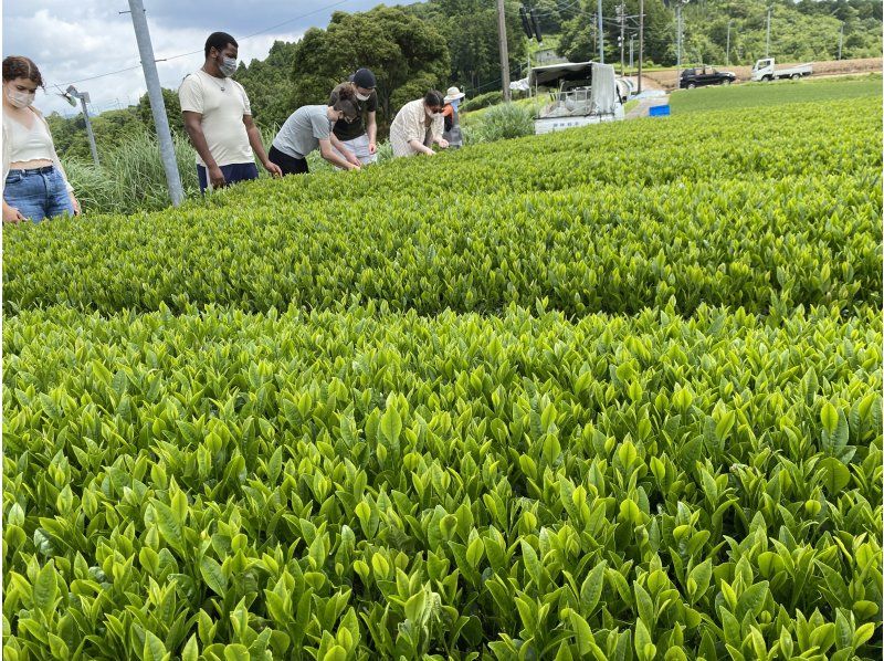 【静岡・掛川市】世界農業遺産　茶草場農法による絶景茶畑でお茶摘み体験＆摘みたて茶葉の天ぷら作り体験＆BBQランチの紹介画像