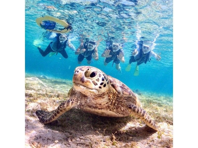 【沖繩·宮古島】1組包機★海龜浮潛！可以看到Nemo和珊瑚♪3歲~OKの紹介画像