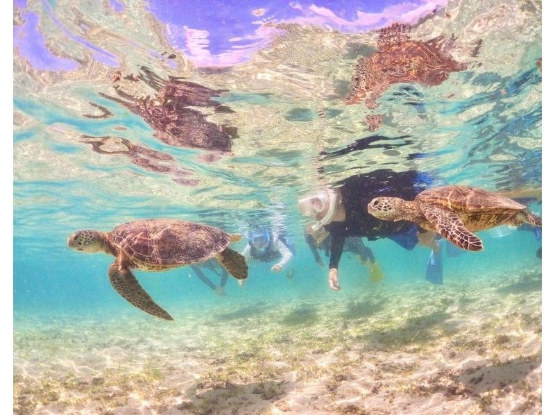 [Okinawa-Miyakojima] 1 group charter. Sea turtle Snorkeling! Nemo and coral can be seen.