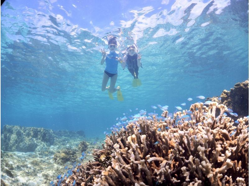 【 Okinawa · Miyakojima 】 1 group charter ★ Sea turtle Snorkeling ! Nemo and coral can be seen ♪ 3 years old ~ OKの紹介画像