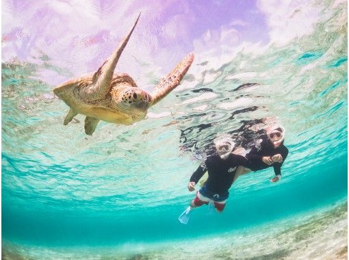 沖縄 宮古島 1組貸切制 ウミガメシュノーケリング ニモちゃんとサンゴも見れます アクティビティジャパン