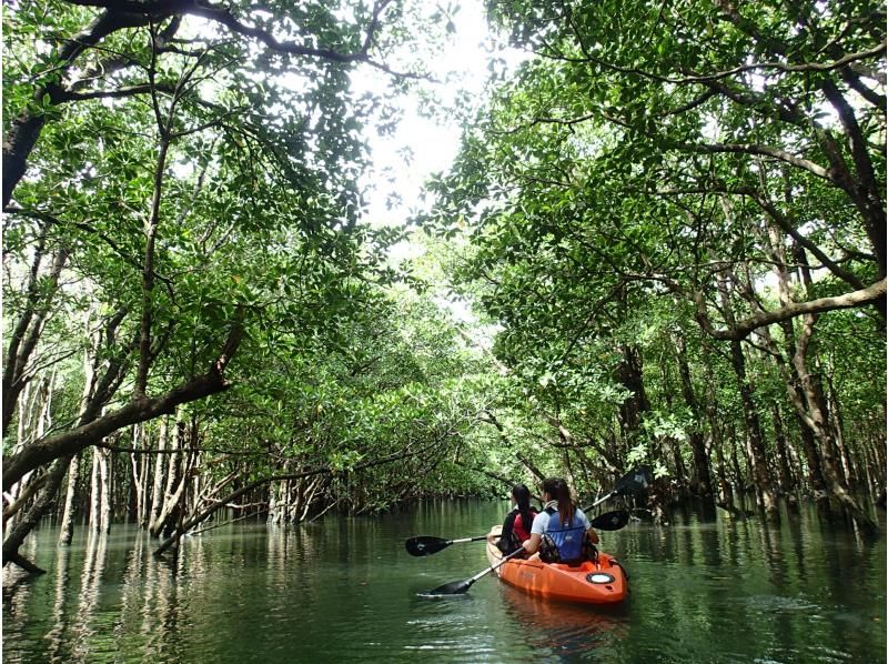 [Okinawa・Ishigaki island] Unexplored! mangrove Kayak& River trekking