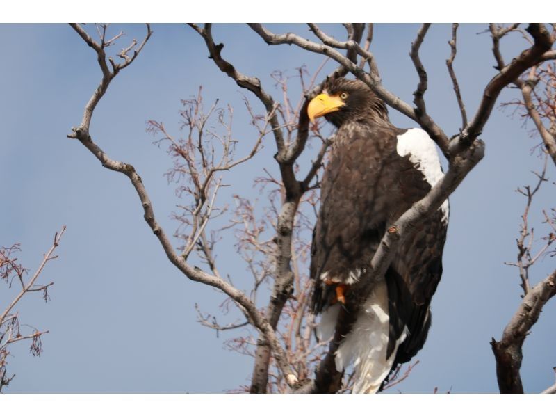 WS JR知床斜里駅発・知床　冬の一日満喫ツアー森歩き絶景スノーシュー付帯【無料送迎付】の紹介画像