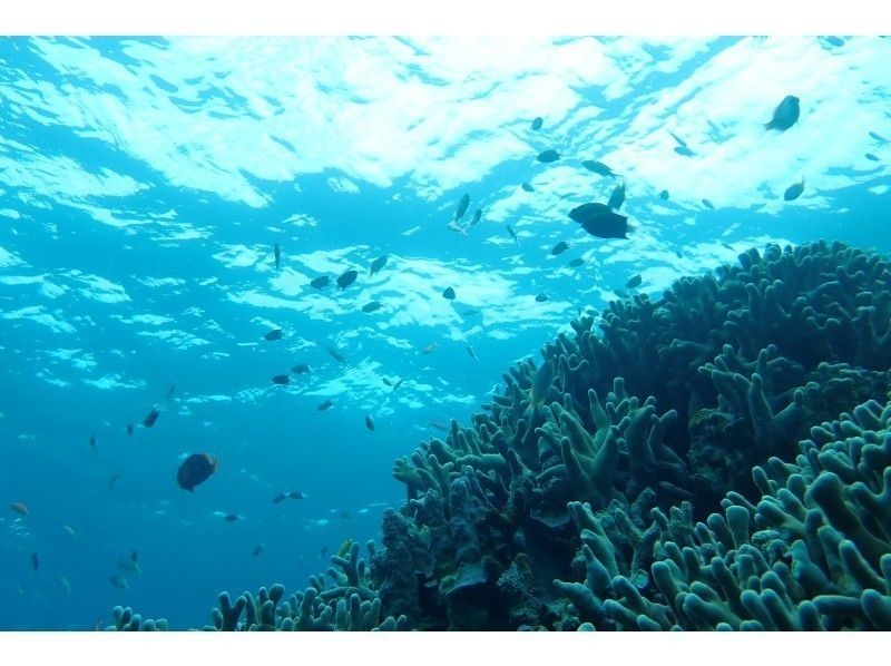 【沖縄・石垣・シュノーケリング】青い海と綺麗なサンゴに癒されよう！１日コースの紹介画像