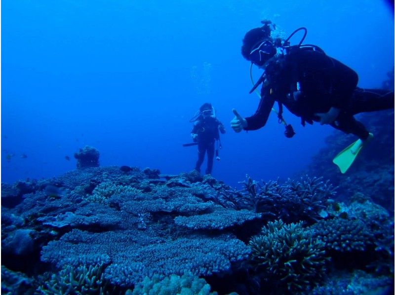 [Okinawa ・ West coast】 ★ West coast boat fan Diving(1 dive)