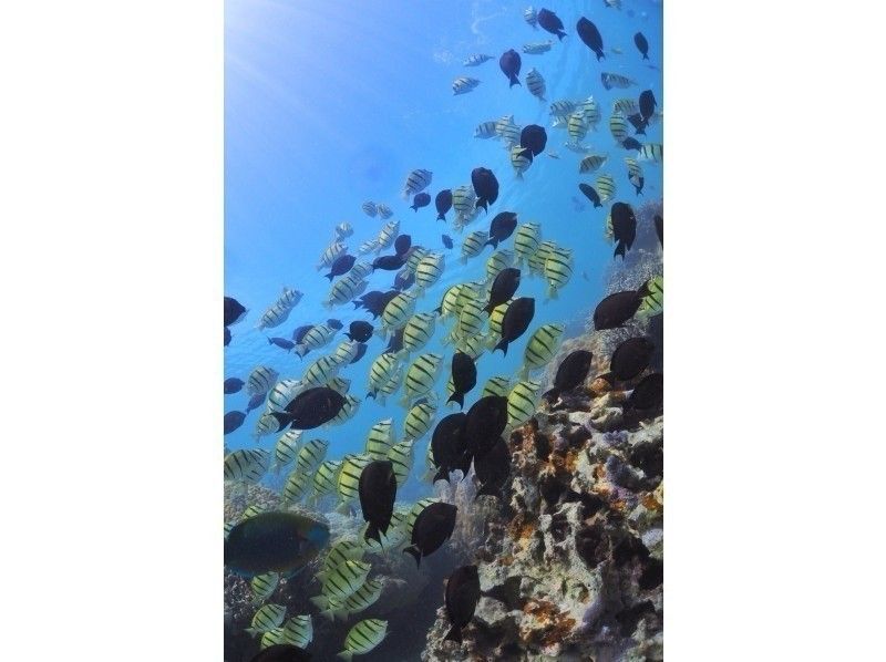 【沖縄・宮古島】１組貸切プライベートツアー★たくさんの珊瑚とお魚のいる伊良部島の海でシュノーケリング！３歳からOK！ミラーレスカメラ撮影付きの紹介画像
