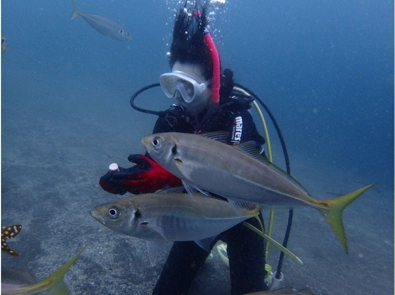 【Shizuoka / Shimizu】Get PADI C card in 2 days! Scuba Diver Course!