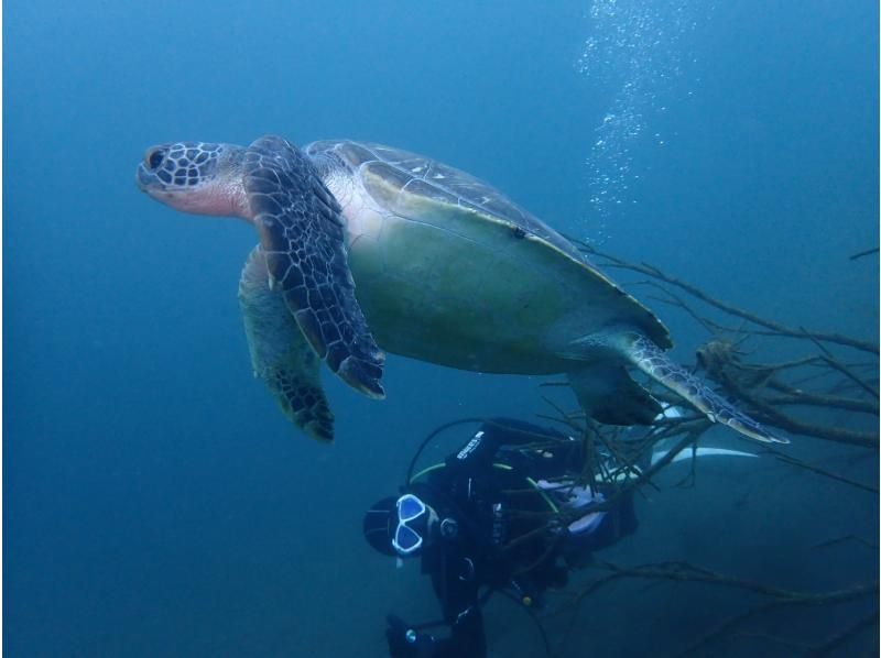 【Shizuoka / Shimizu】Get PADI C card in 2 days! Scuba Diver Course!