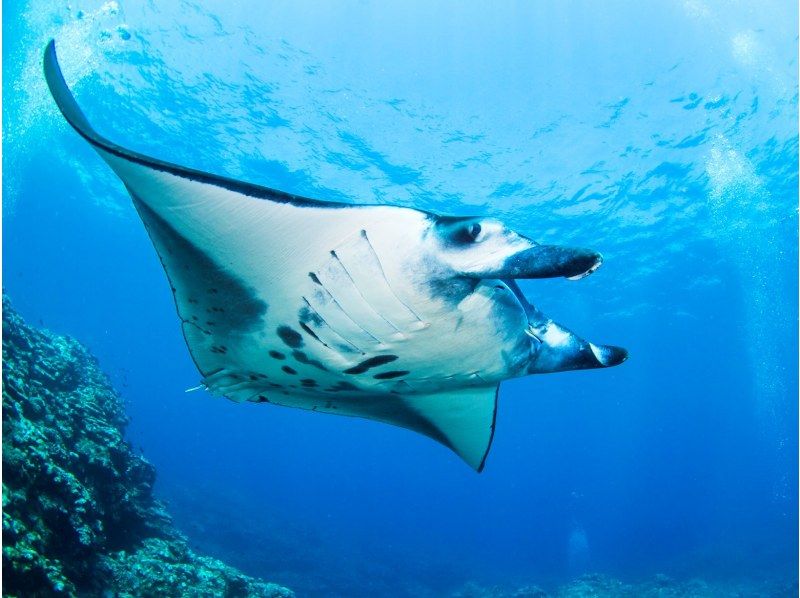 รายชื่อร้านค้าแนะนำการดำน้ำตื้น(Snorkeling) เกาะอิชิงากิและอันดับทัวร์ยอดนิยม