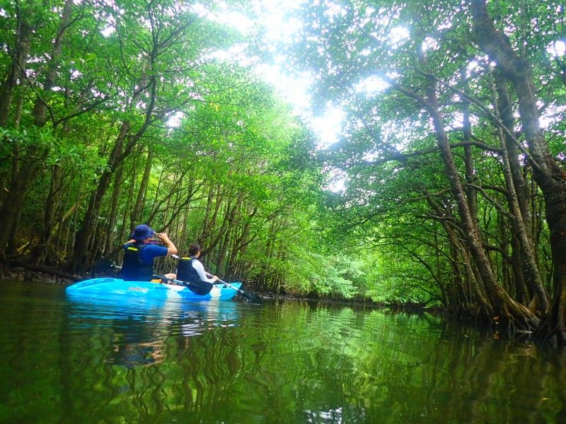 Iriomote Island Sea kayak tour around the mangrove forest