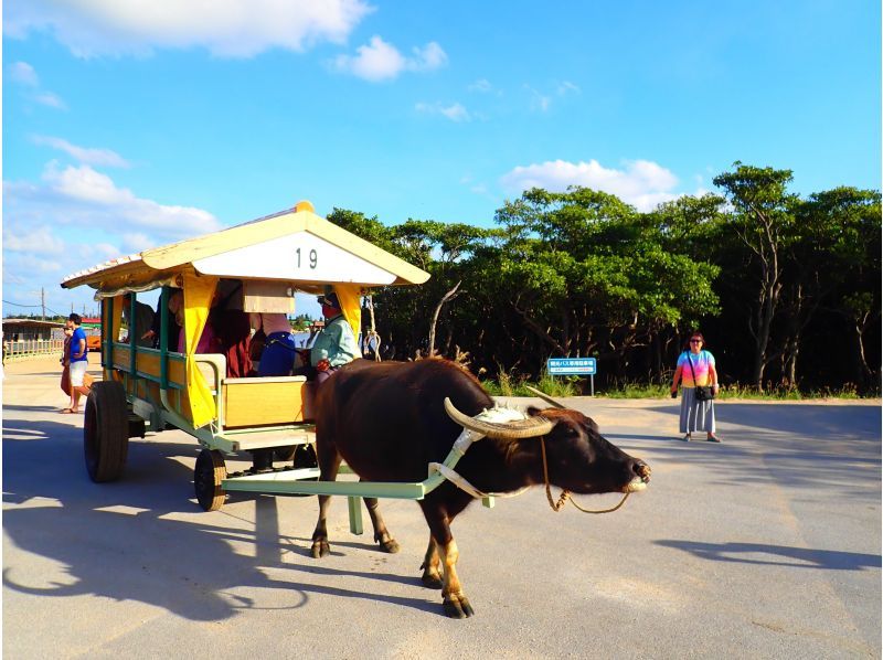 SALE! [Iriomote Island/1 day] Complete 3 island tour from Iriomote Island! Mangrove SUP/canoeing & landing on Barasu Island & sightseeing on Yubu Island [free photos]の紹介画像