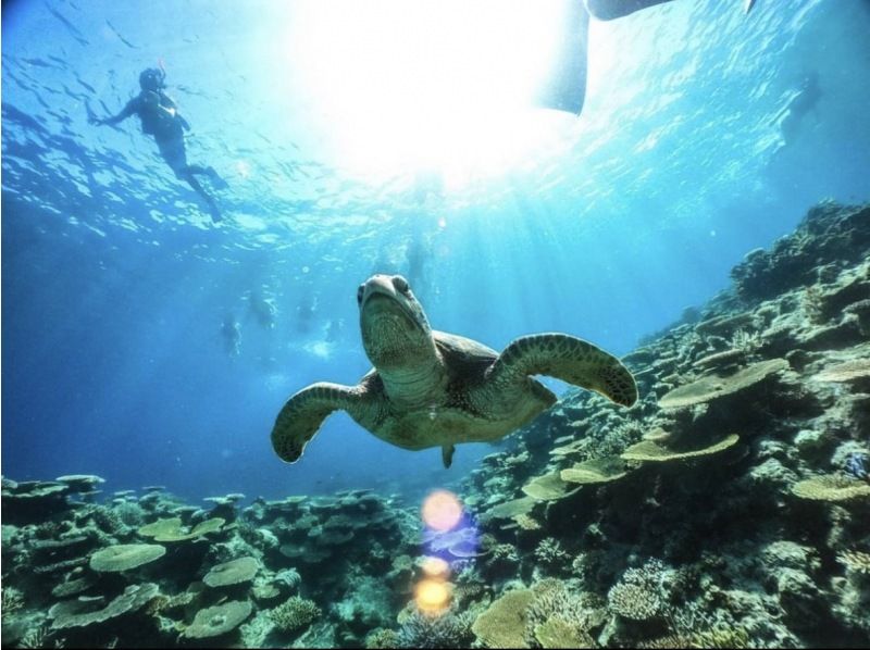 [Iriomote Island / 1 day] World Heritage "Sea x River" 2 major standard courses (snorkeling & SUP or canoe) [Regional coupon applicable] Autumn sale underway!の紹介画像