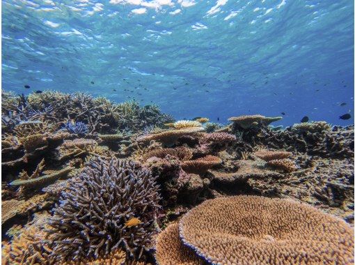 西表島 1日 迷ったらコレ 世界遺産の 海 川 2大定番コース シュノーケリング Suporカヌー 写真データ無料 アクティビティジャパン