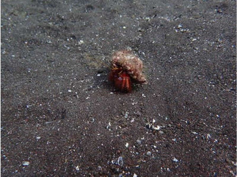 [ 静岡 -沼] 深潛資格證取得 ☆PADI探險潛水員課程（1 日之間）の紹介画像