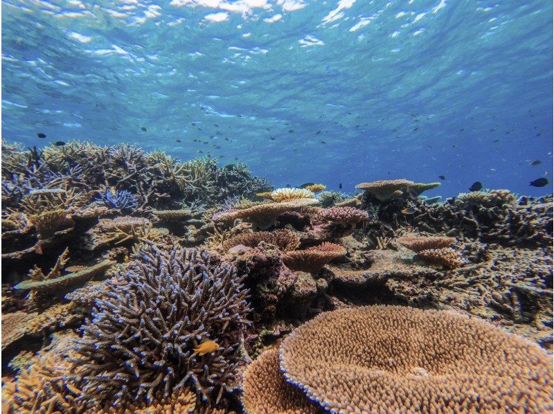 【西表島/半天】在珊瑚碎片構成的「奇蹟島」遇見海龜！巴拉斯島浮潛船【免費照片資料】促銷！の紹介画像
