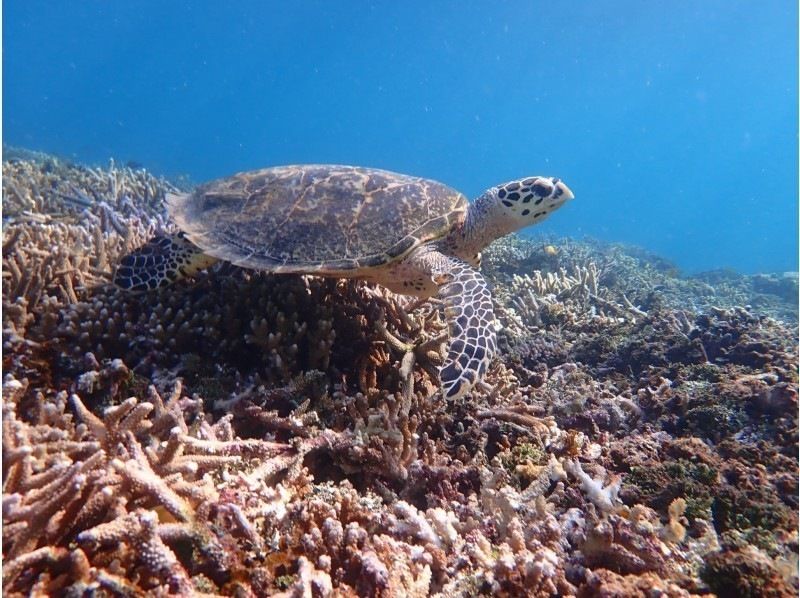 【西表島/半天】在珊瑚碎片構成的「奇蹟島」遇見海龜！巴拉斯島浮潛船【免費照片資料】促銷！の紹介画像